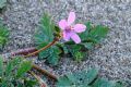 Erodium laciniatum